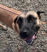 Photo of Darla, adoptable Anatolian Shepherd in Palmetto, Florida
