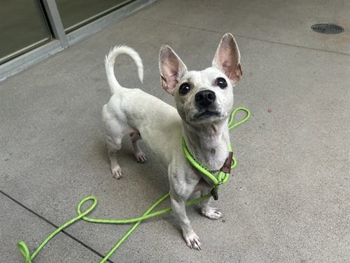 Photo of Cena, adoptable Chihuahua in Mesa, Arizona