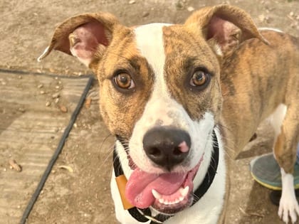Photo of Ranger, adoptable dog in Georgetown, Texas
