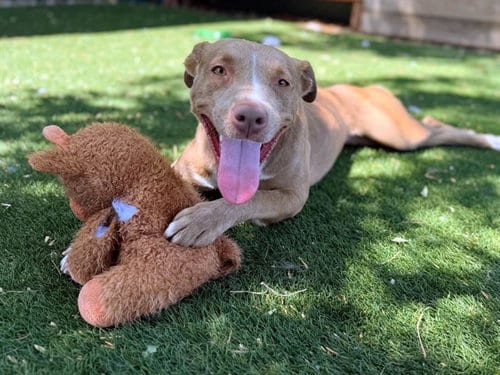 Photo of Aluna, adoptable Pit Bull Terrier in Antioch, California