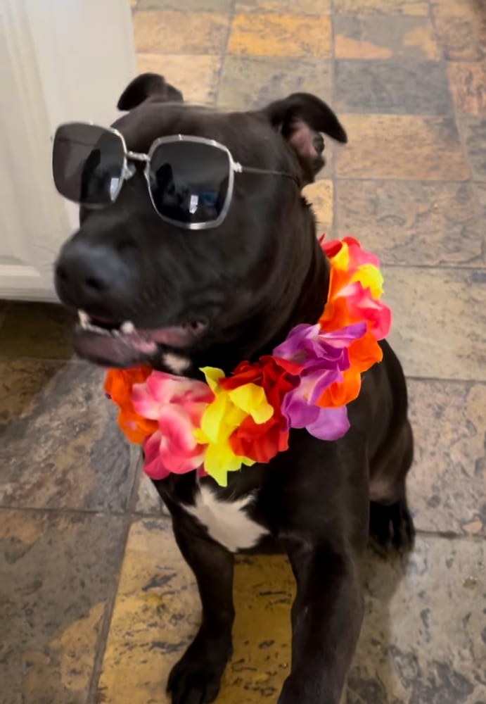 Photo of Loki, adoptable Labrador Retriever in Dana Point, California