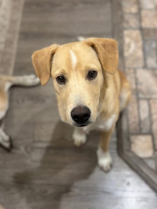 Photo of Packs, adoptable Labrador Retriever in Sandy, Utah