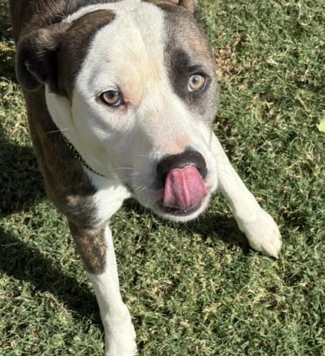 Photo of Luigi, adoptable Pit Bull Terrier in Tulsa, Oklahoma
