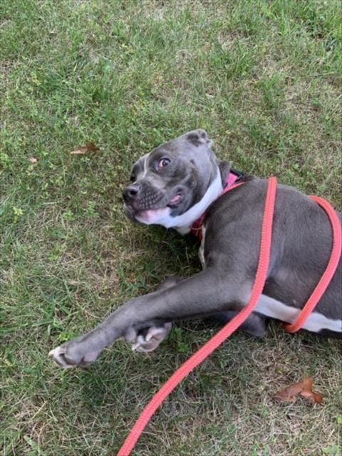 Photo of Kyrie, adoptable Pit Bull Terrier in Chapel Hill, North Carolina