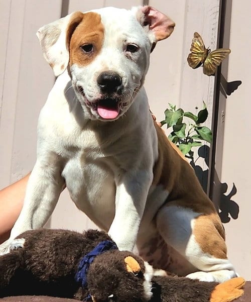 Photo of olly, adoptable Pit Bull Terrier in San Diego, California
