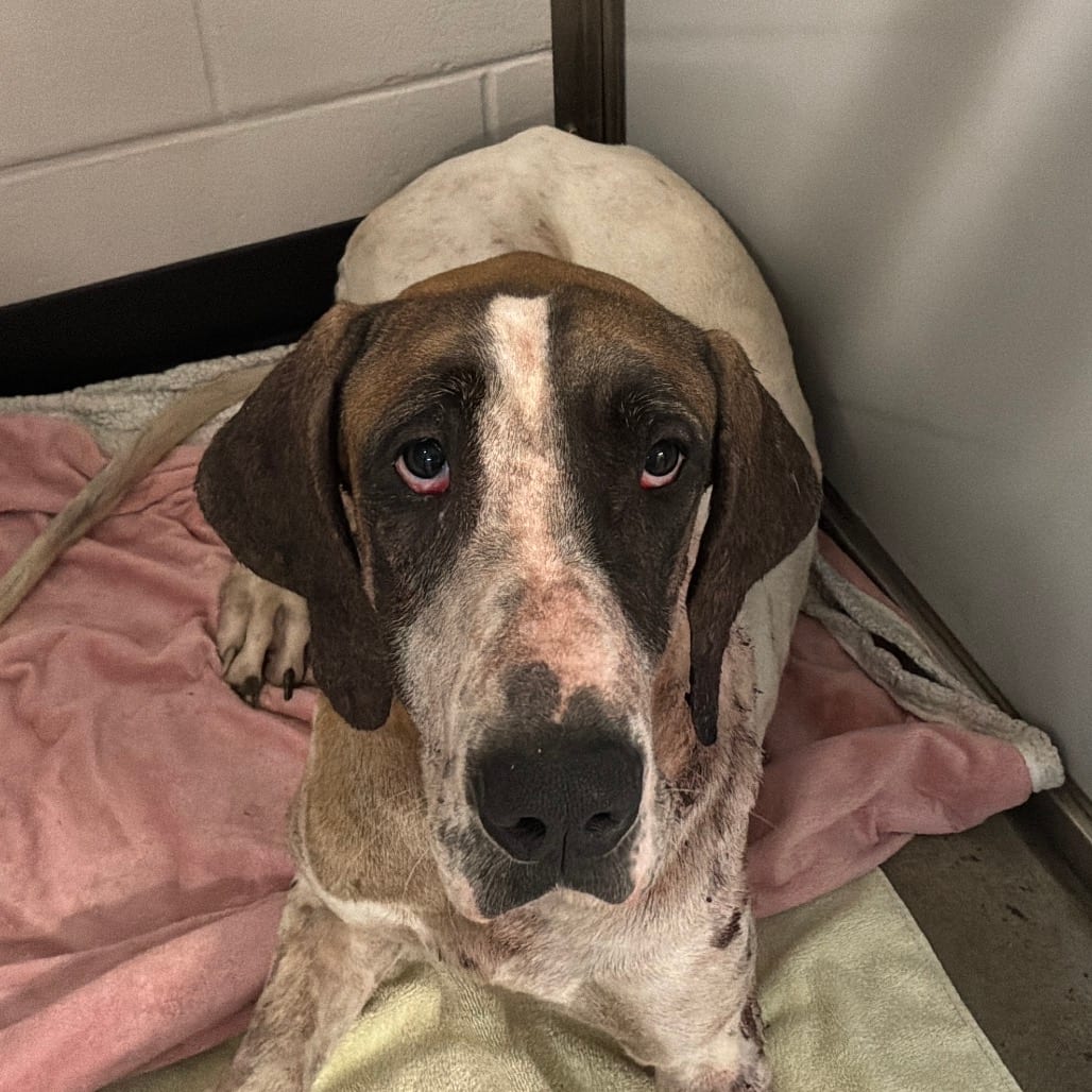 Photo of Athena, adoptable Great Dane in Spartanburg, South Carolina