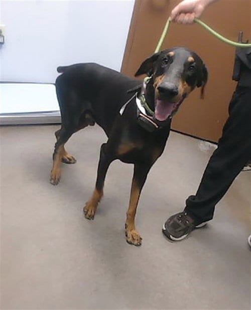 Photo of Silly Billy, adoptable Doberman Pinscher in Phoenix, Arizona