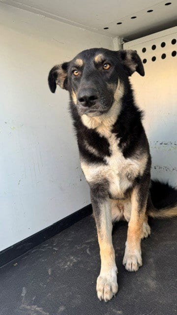 Photo of A171792, adoptable German Shepherd Dog in Bakersfield, California