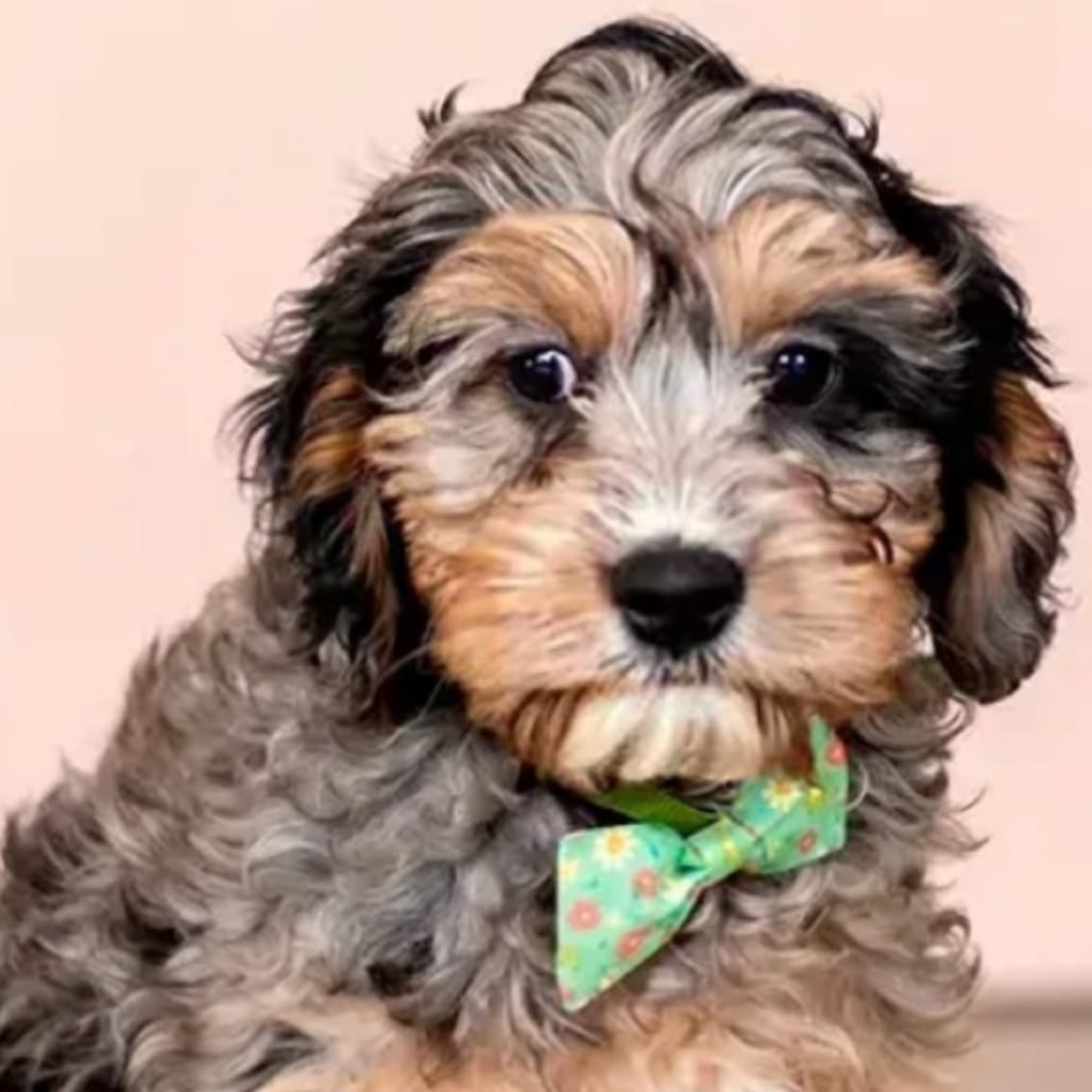 Photo of Ollie - Home to Home, adoptable Poodle, Miniature / Spaniel, Cavalier King Charles in South Elgin, Illinois
