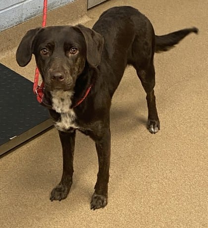 Photo of Lisette, adoptable dog in Chamblee, Georgia