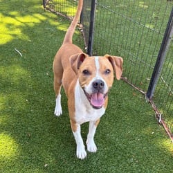 Photo of Bingo 3264, adoptable Mixed Breed (Medium) in Loxahatchee, Florida