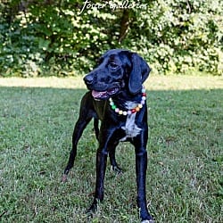 Photo of Nora / AC 27907 C, adoptable Labrador Retriever Plott Hound in Greeneville, Tennessee
