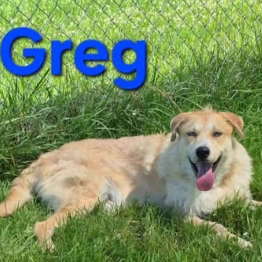 Photo of Greg, adoptable Retriever, Labrador / Mix in Boonville, Missouri