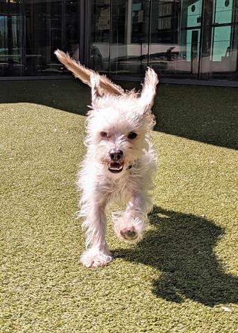Photo of Tina, adoptable Terrier in San Martin, California