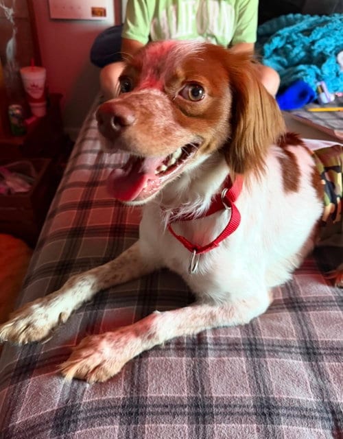 Photo of TN/Hank Jr, adoptable French Brittany in Curwensville, Pennsylvania