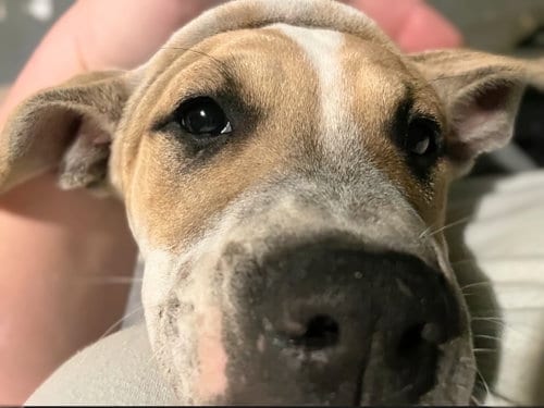 Photo of Flossy, adoptable Staffordshire Bull Terrier in Maryville, Tennessee