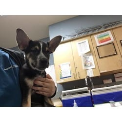 Photo of A1937104, adoptable German Shepherd Dog in Jurupa Valley, California