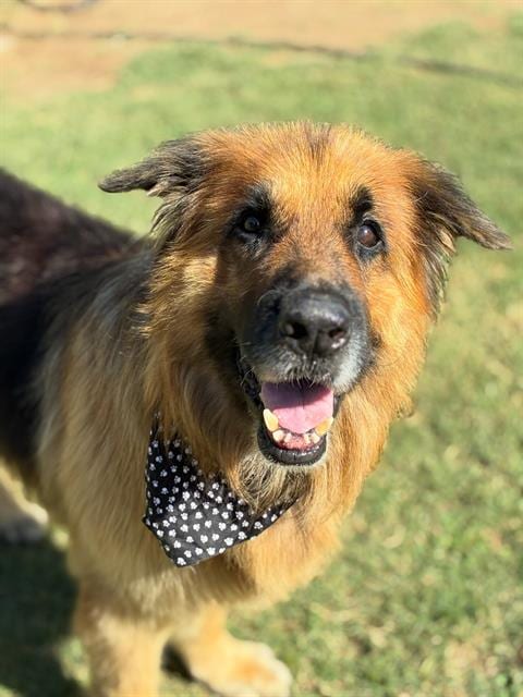 Photo of Radagast, adoptable German Shepherd Dog in Visalia, California