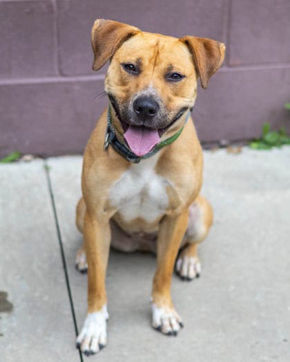 Photo of Melany, adoptable dog in Chamblee, Georgia