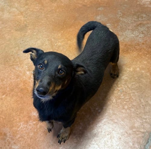 Photo of Tobby, adoptable Dachshund in Bolivar, Missouri
