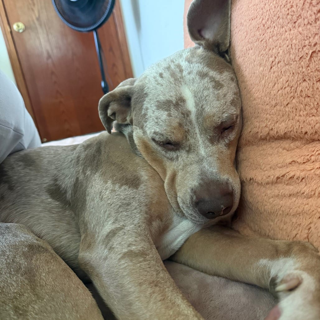 Photo of Jake - Home to Home, adoptable Terrier, American Pit Bull / Catahoula Leopard Dog in South Elgin, Illinois
