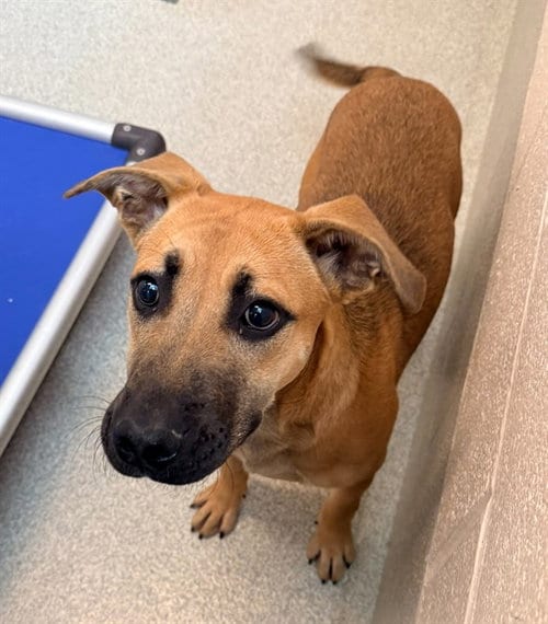 Photo of Nayeli, adoptable Black Mouth Cur in Statesville, North Carolina