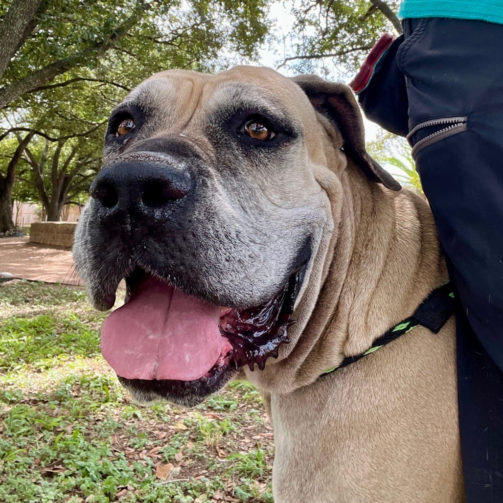 Photo of Meg, adoptable Mastiff / Mix in Houston, Texas