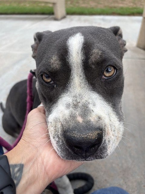 Photo of Lisa Simpson, adoptable Pit Bull Terrier in Riverside, California
