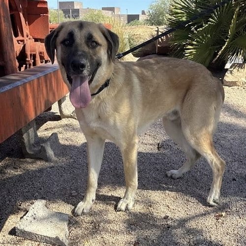 Photo of Fiddle, adoptable German Shepherd Dog in Phoenix, Arizona