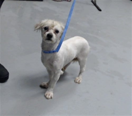 Photo of A435339, adoptable Poodle (Toy) in Fayetteville, North Carolina