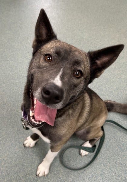 Photo of Crystal, adoptable Siberian Husky/Mix
