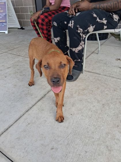 Photo of Charity, adoptable dog in Atlanta, Georgia