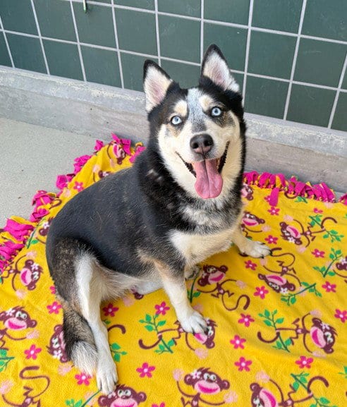 Photo of Brooklyn, adoptable Siberian Husky in Rancho Cucamonga, California