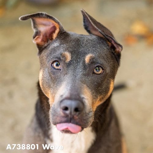 Photo of Wave, adoptable Pit Bull Terrier in Sacramento, California