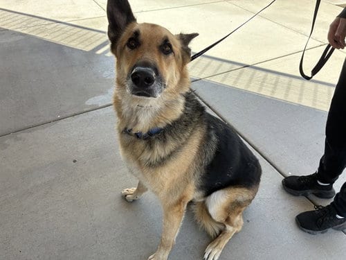 Photo of Saint, adoptable German Shepherd Dog in Mesa, Arizona