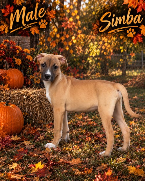 Photo of Bradleyton pups, adoptable Husky in Brooksville, Florida