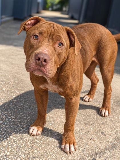 Photo of Zephyra, adoptable Terrier in New Orleans, Louisiana