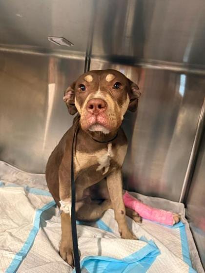 Photo of Eva, adoptable Unknown breed in Oakland, California