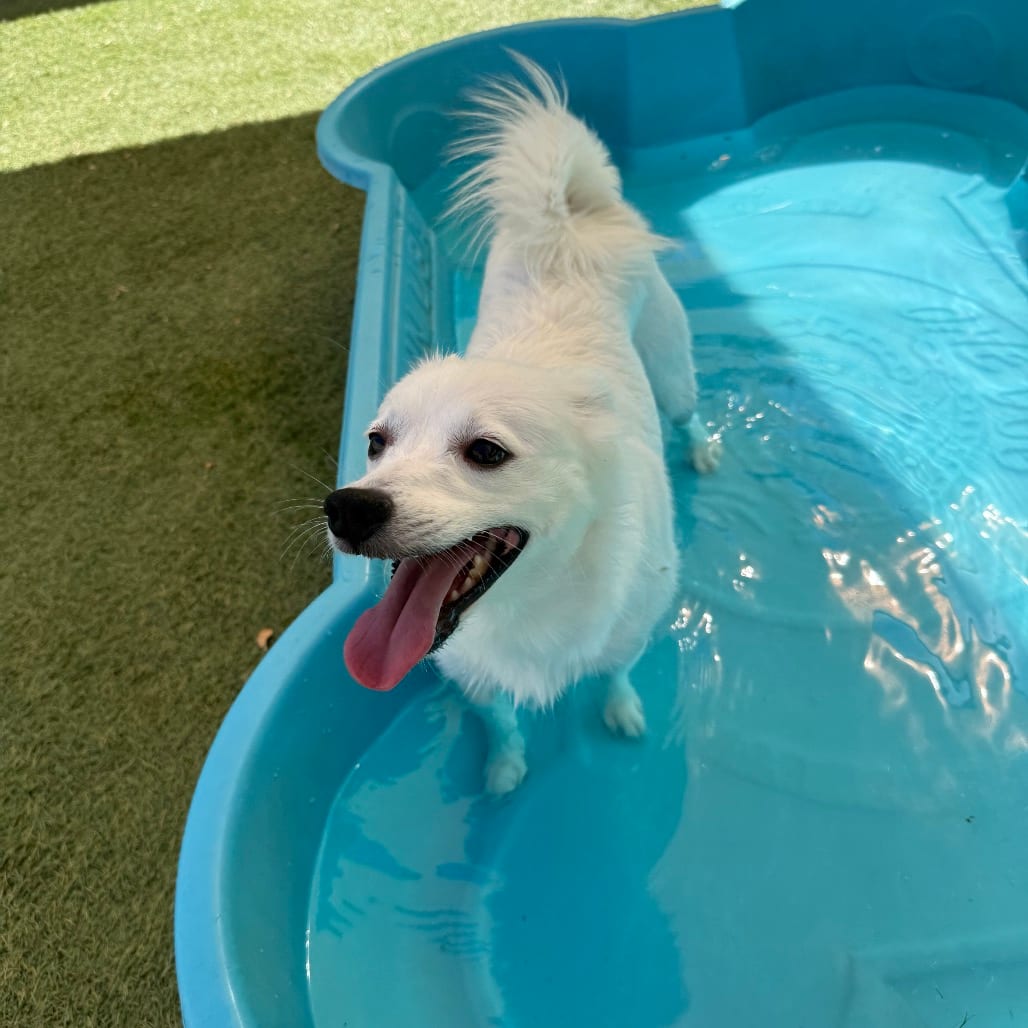 Photo of Snowball, adoptable Eskimo, American in Henderson, Nevada