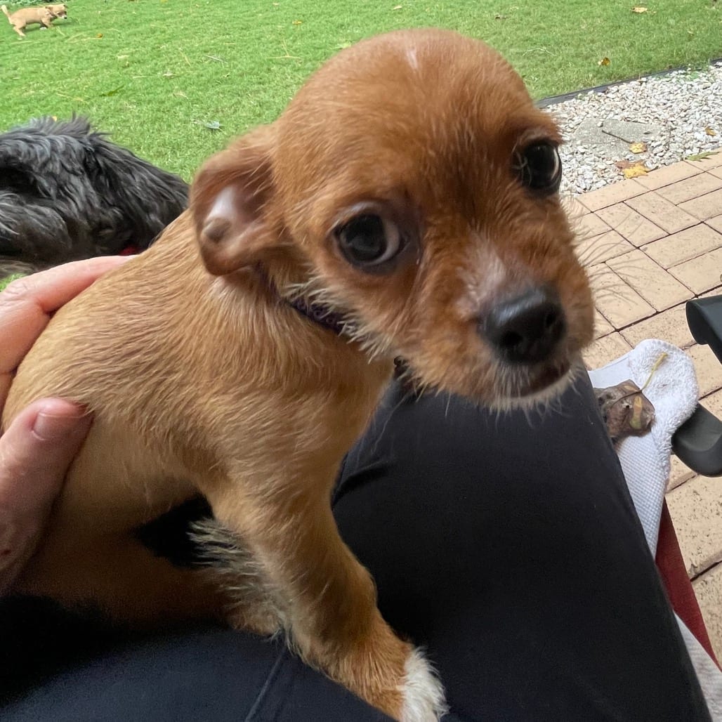 Photo of Wilma, adoptable Chihuahua in Georgia, Georgia