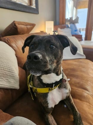 Photo of Darla, adoptable dog in Atlanta, Georgia