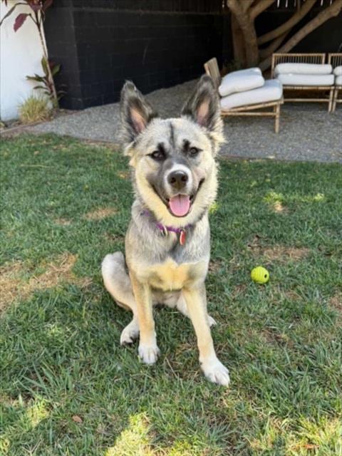 Photo of Cinnamon Toast, adoptable Norwegian Elkhound in Los Angeles, California