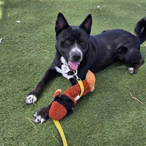 Photo of Salsa, adoptable German Shepherd Dog in Las Vegas, Nevada