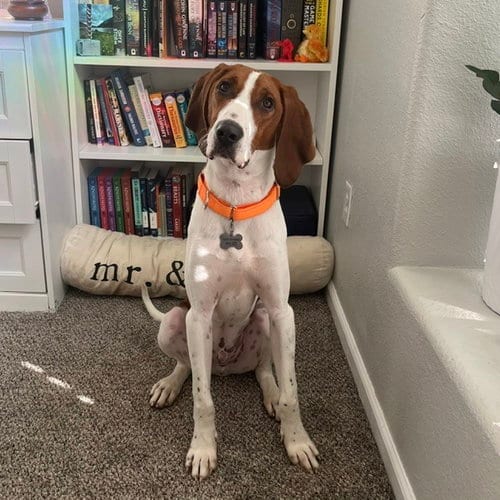 Photo of Gunner, adoptable Redbone Coonhound in Sedalia, Colorado