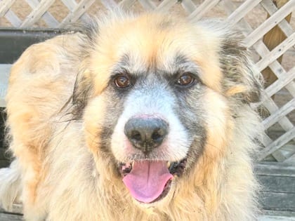 Photo of Hoagie, adoptable dog in Georgetown, Texas