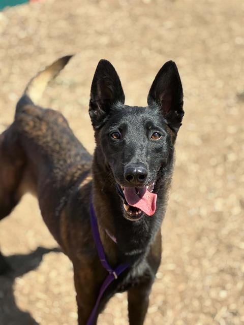 Photo of Nani, adoptable Belgian Shepherd Malinois in Visalia, California