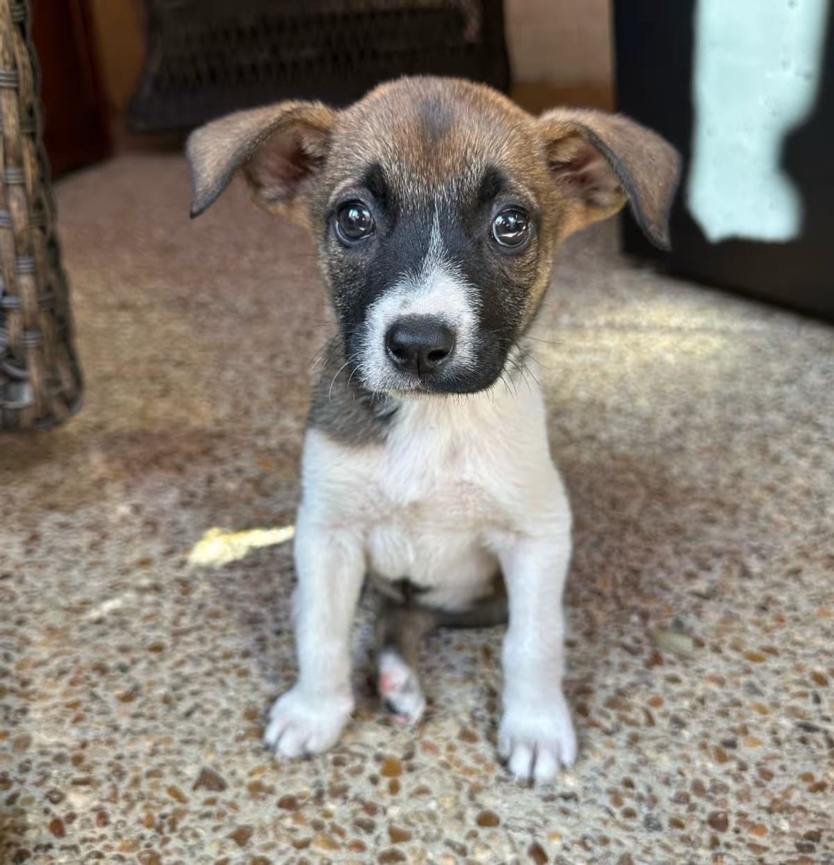 Photo of Sally, adoptable Jack Russell Terrier/Boxer in HAGERSTOWN, Maryland
