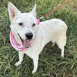 Photo of Bella, adoptable Canaan Dog in Bell Gardens, California