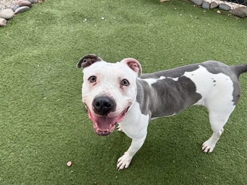 Photo of Opal, adoptable American Pit Bull Terrier in Phoenix, Arizona