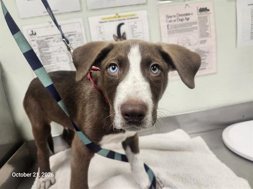 Photo of Sky Blue, adoptable German Shorthaired Pointer in Santa Cruz, California